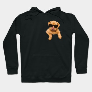 Cool Cute Puppy Dog In A Pocket Hoodie